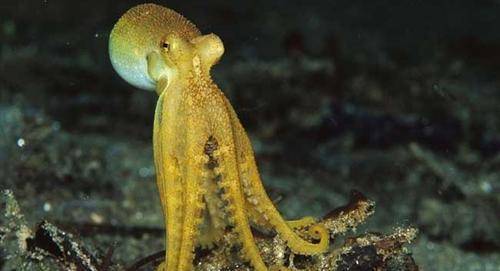 最新版的八爪鱼，超越想象的探索革新之旅