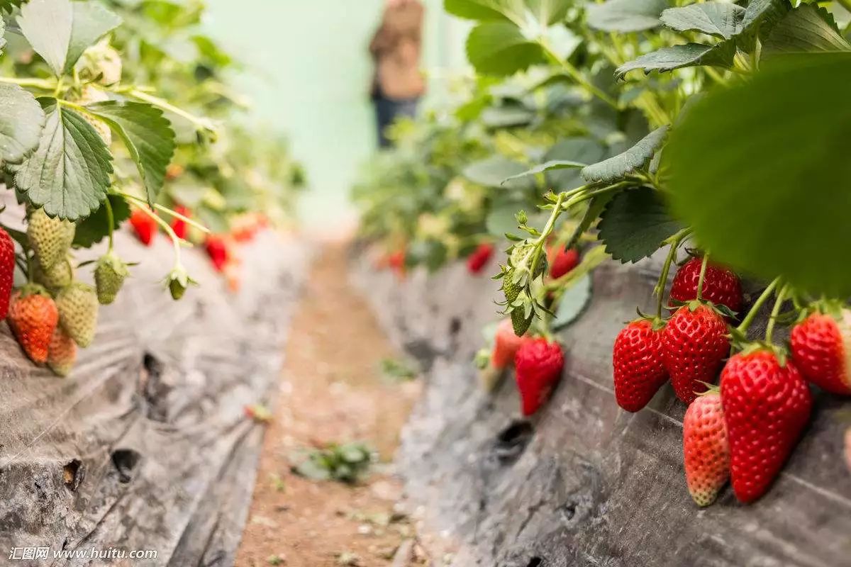 草莓种植最新科技详解，一步步带你成为专家