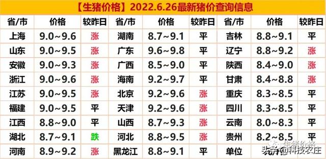 全国最新猪价格行情深度探索,小巷猪肉秘境