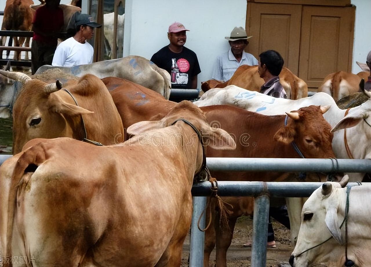最新猪价参考价,最新猪价参考价🐷，洞悉市场动态，助你决策有道！
