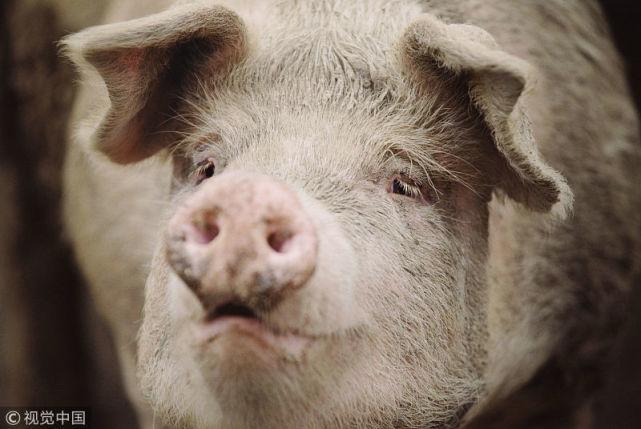 最新猪价行情走势分析与预测