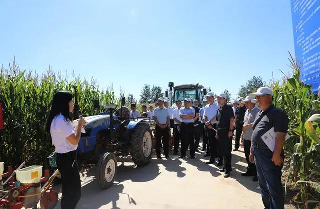 陕西玉米价格最新动态，行情走势分析