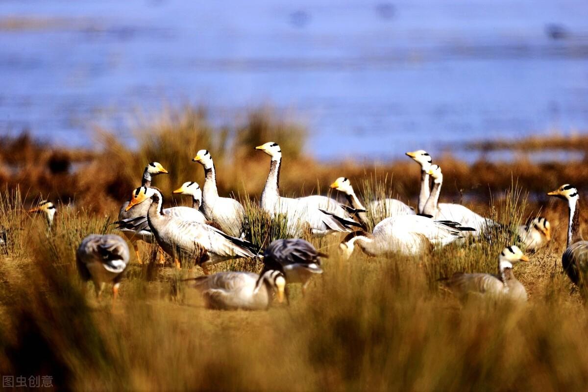 今日番鸭价格行情