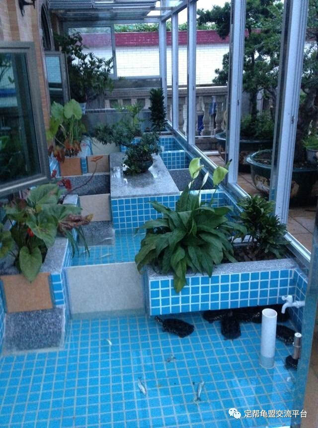 楼顶最新龟池美图鉴赏