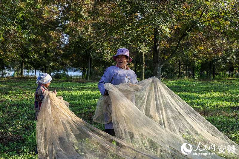全椒林业改革动态资讯——探寻绿色变革中的小巷瑰宝新动向