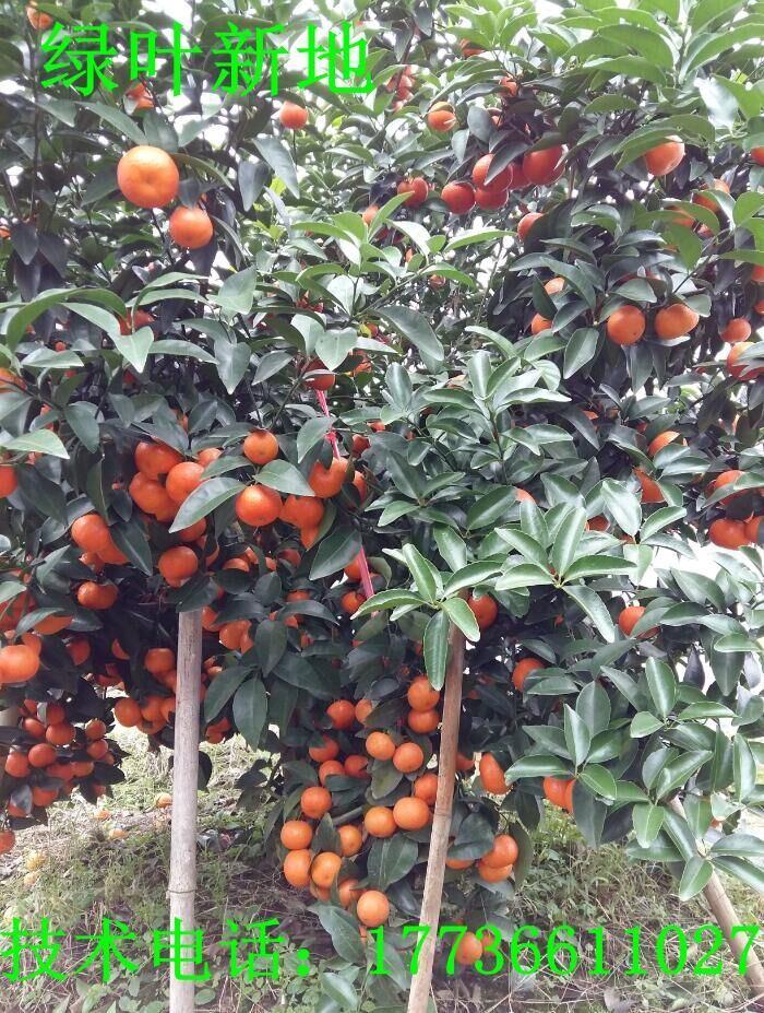 荔浦沙糖桔最新动态，甜蜜友情与家的温暖传递