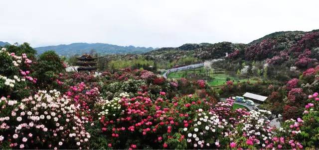 百里杜鹃最新资讯，自然美景的探索之旅，寻找内心的平和之旅