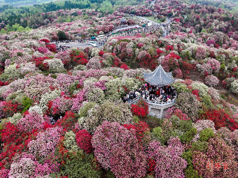 “百里杜鹃最新资讯”
