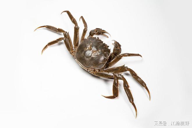 今年螃蟹价格行情走势揭秘，小巷深处的蟹香秘境的探秘与趋势分析