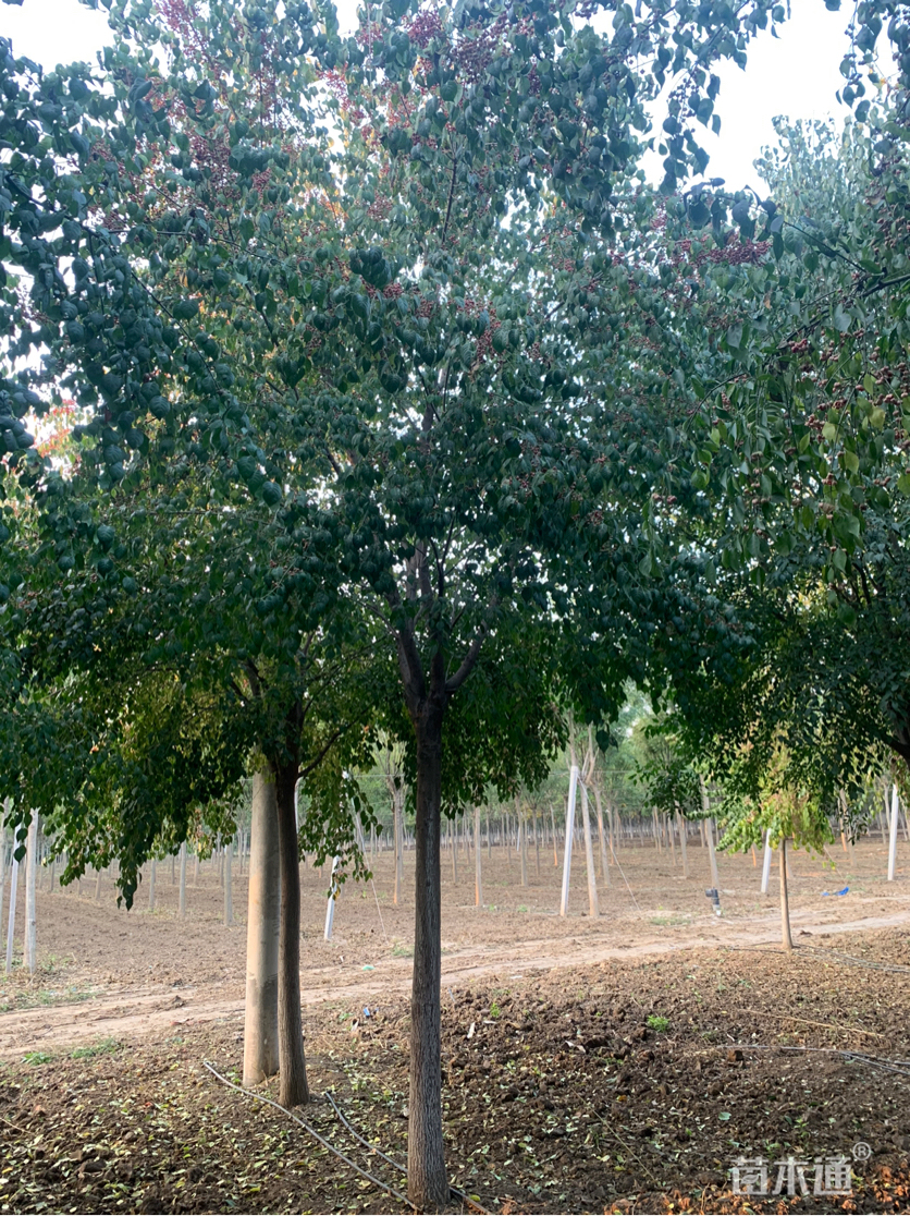 丝棉木最新报价揭秘，变化中的学习，魔法钥匙开启自信与成就之门