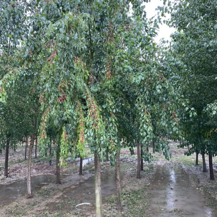 丝棉木最新报价12公分