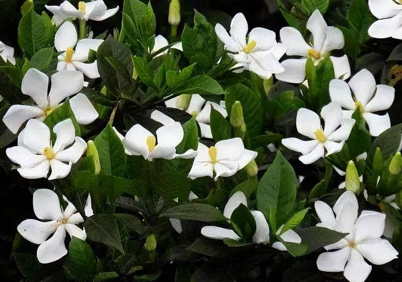 青春群像剧虫样年华角色解读与演员阵容曝光