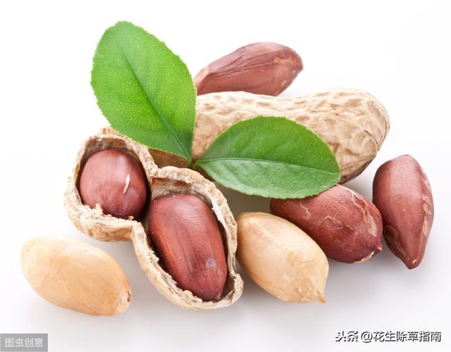 山东省花生米最新价格行情更新🌟