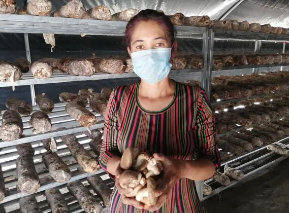 最新干香菇市场价格动态，机遇与成长魔力的探索