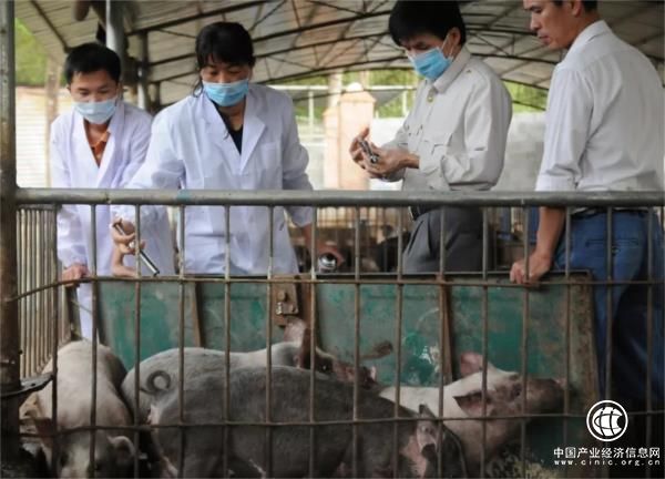 最新猪瘟疫情全面科普，把握要点，了解疫情动态