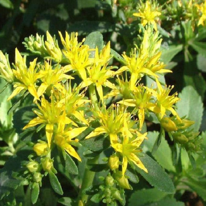 景天三七价格详解，购买指南与价格解析