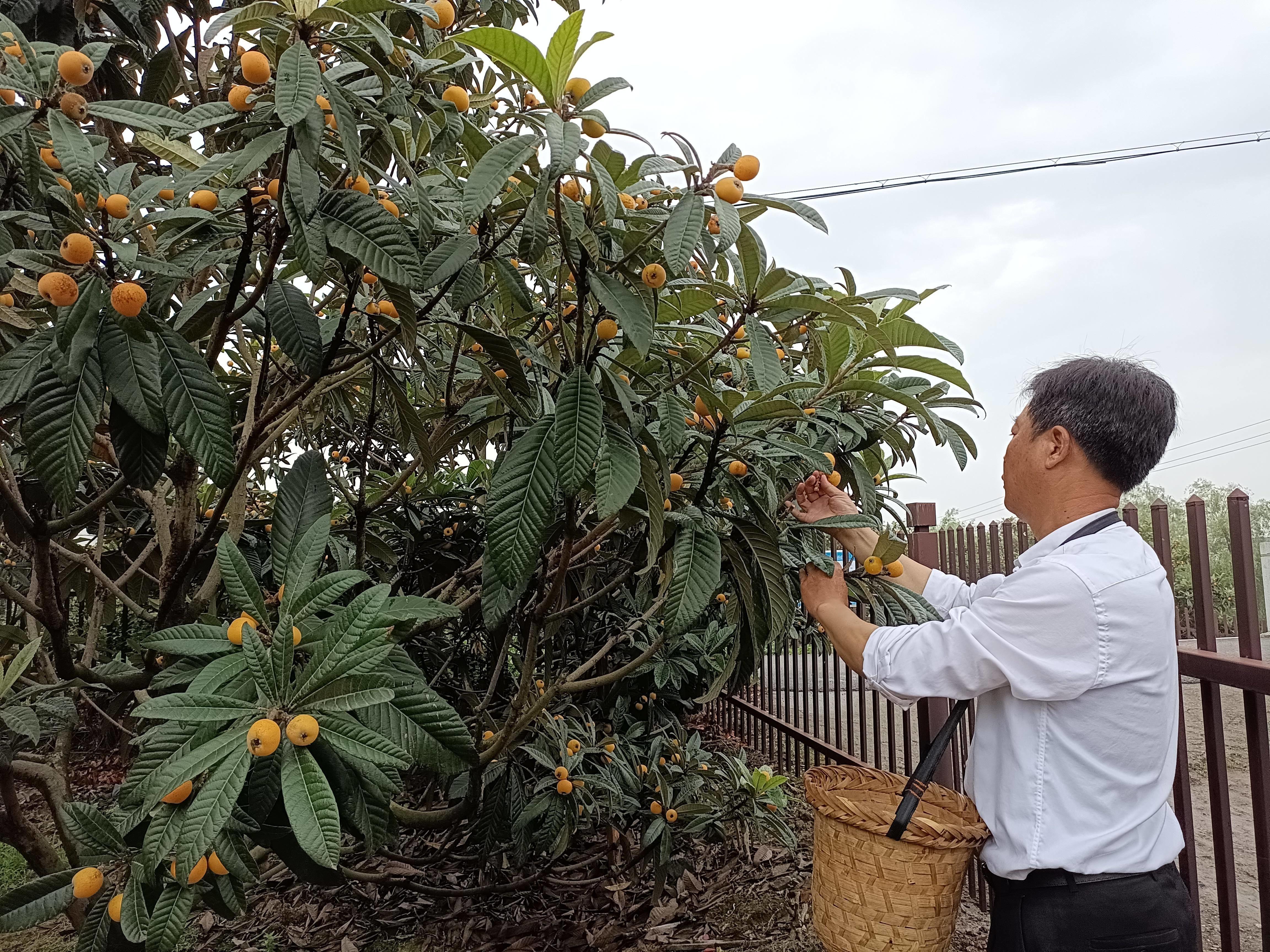 枇杷树苗的成长价值，播种自信，探寻价格之道