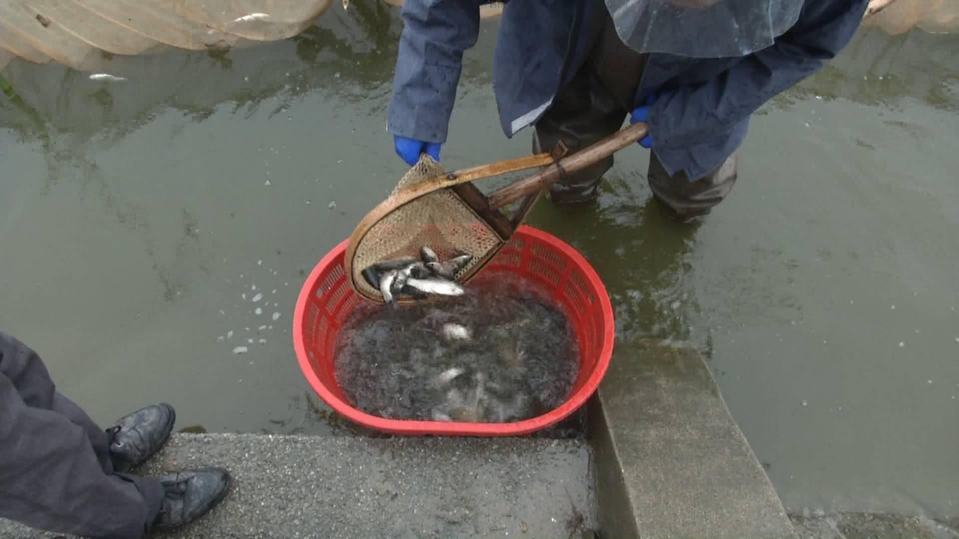 养殖市场趋势分析，特色小店探秘与行情解读