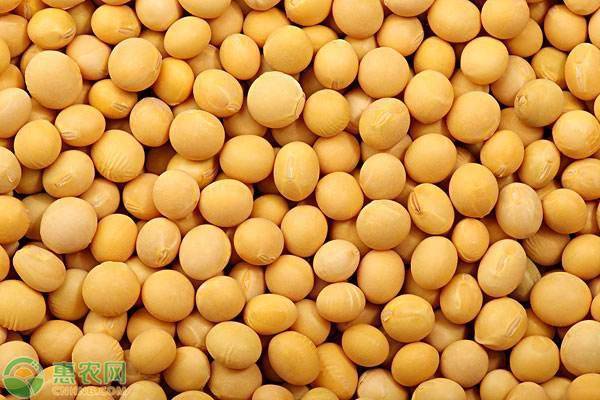 黄豆价格详解，查找与理解黄豆价格的步骤指南
