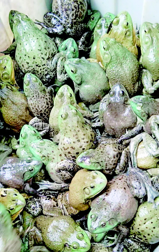 最新牛蛙市场价格揭秘，与自然美景同行，探寻内心宁静之旅