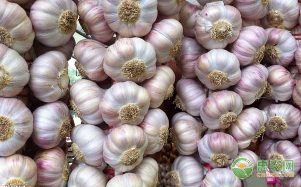 杞县大蒜，行情走势背后的温情故事与友情家的温暖