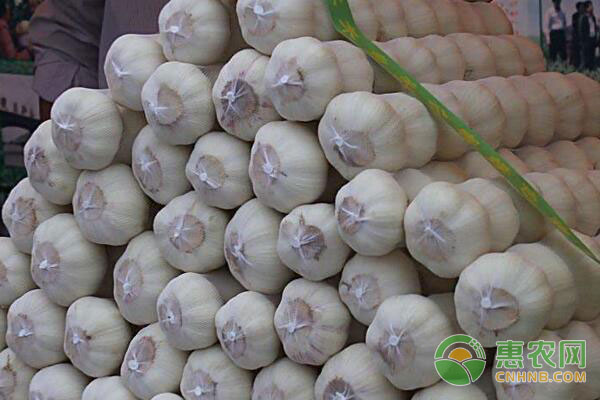 杞县大蒜,行情走势背后的温情故事与友情家的温暖