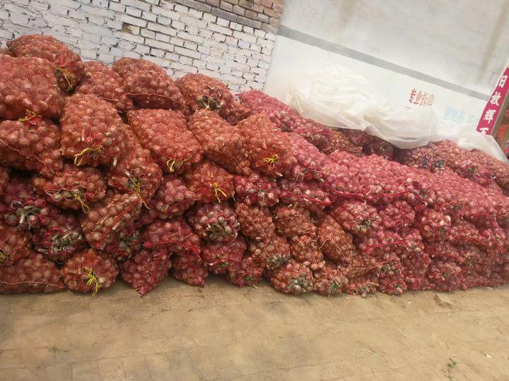 杞县大蒜,行情走势背后的温情故事与友情家的温暖