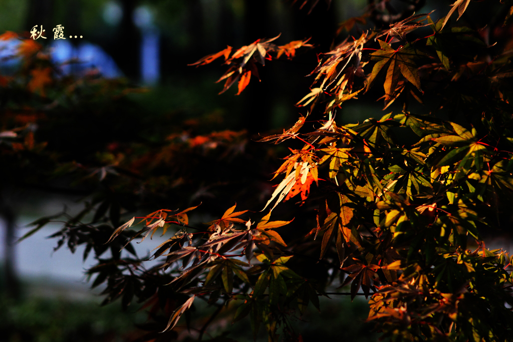 探索秋霞新世界的最新入口揭秘！