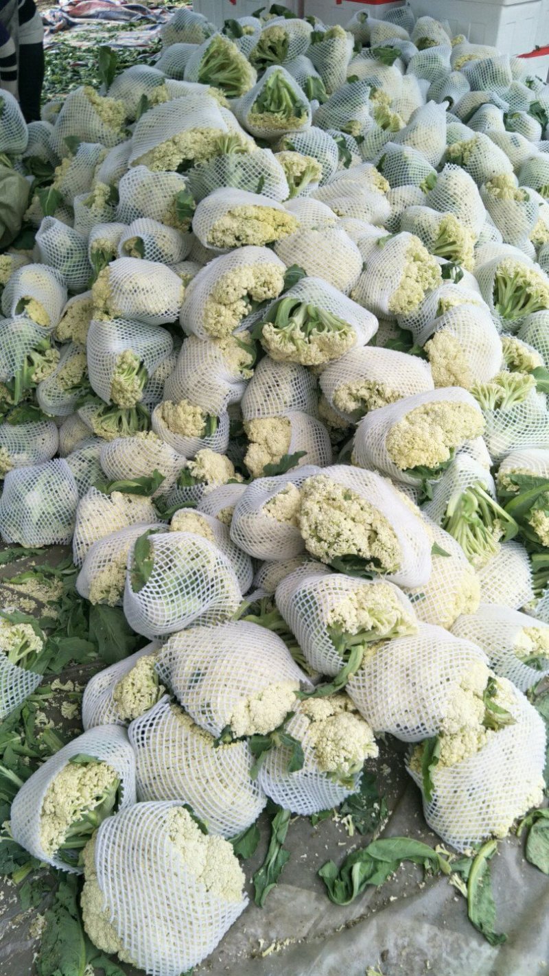 松花菜价格行情