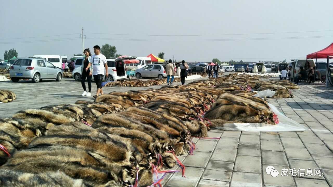 今日大营皮毛价格行情