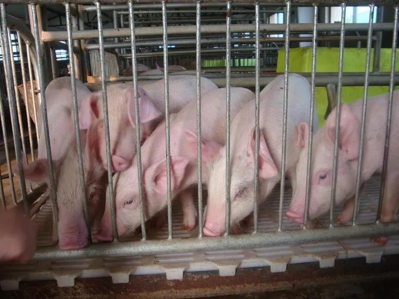 20公斤仔猪价格走势揭秘，市场影响、选购建议全解析