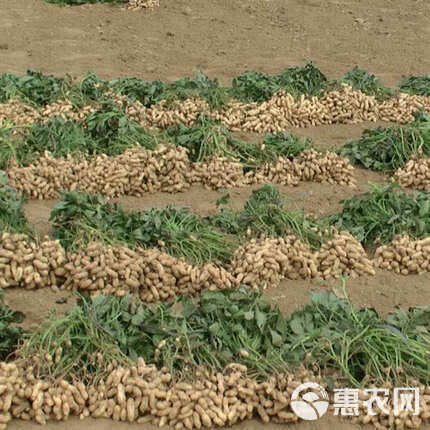 花生新品种上市，自信成长，共迎成长喜悦