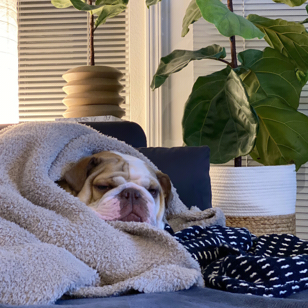 调整昏昏欲睡状态,高效完成任务与学习技能的秘诀