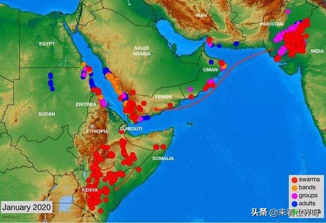 蝗虫灾害最新动态，探索自然美景之旅遭遇的挑战与应对