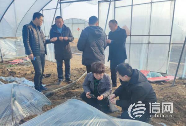 莱西胡萝卜价格行情详解与分析